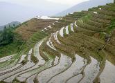Rice terraces near Guilin, China