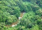 Rainforest, Gabon