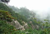 Huangshan Mountain forest