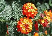 Lantana camara, Sri Lanka