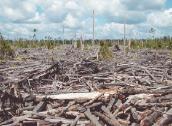 Burnt peat swamp forest in Air Hitam Laut river basin