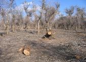 Logging in Karakalpakstan