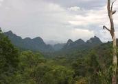 Karst Forest