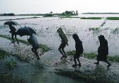 Monsoon in Bangladesh