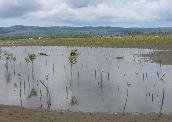 Mangrove restoration, Aceh, Indonesia