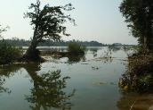 Flooded forest at Stung Treng Ramsar site, Cambodia
